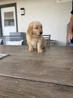 AKC Registered - James 7 Weeks, a male Golden Retriever for sale in Norco, CA – 9 of 10