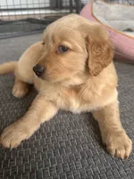 AKC Registered - James 7 Weeks, a male Golden Retriever for sale in Norco, CA – 3 of 10