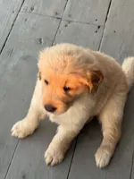 AKC Registered - Juliette, a female Golden Retriever for sale in Norco, CA – 2 of 9