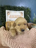 James, a male Golden Retriever for sale in Norco, CA – 3 of 6