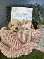 Juliette, a female Golden Retriever for sale in Norco, CA – 6 of 6