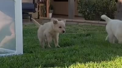 AKC Registered - Juliette 8 Weeks, a female Golden Retriever for sale in Norco, CA – 10 of 10