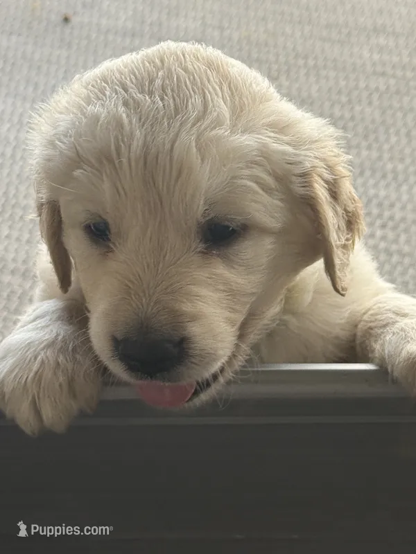 August – Golden Retriever puppy for sale in Norco, CA