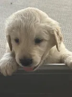 AKC Registered - August 7 Weeks, a male Golden Retriever for sale in Norco, CA – 3 of 6