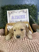 Aimee, a female Golden Retriever for sale in Norco, CA – 5 of 5