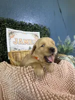 James, a male Golden Retriever for sale in Norco, CA – 1 of 6