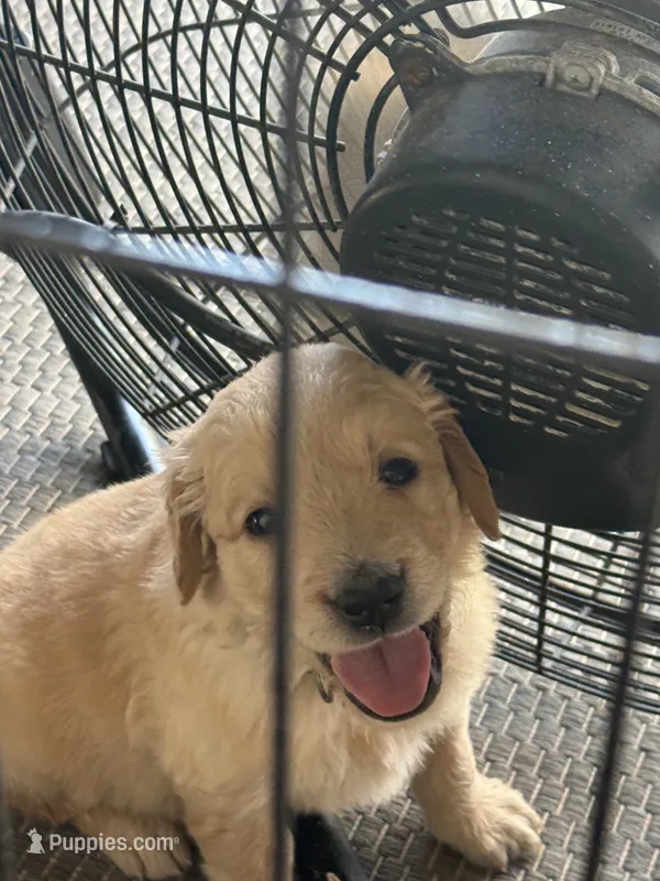 Juliette – Golden Retriever puppy for sale in Norco, CA