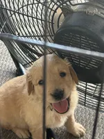 AKC Registered - Juliette, a female Golden Retriever for sale in Norco, CA – 3 of 9