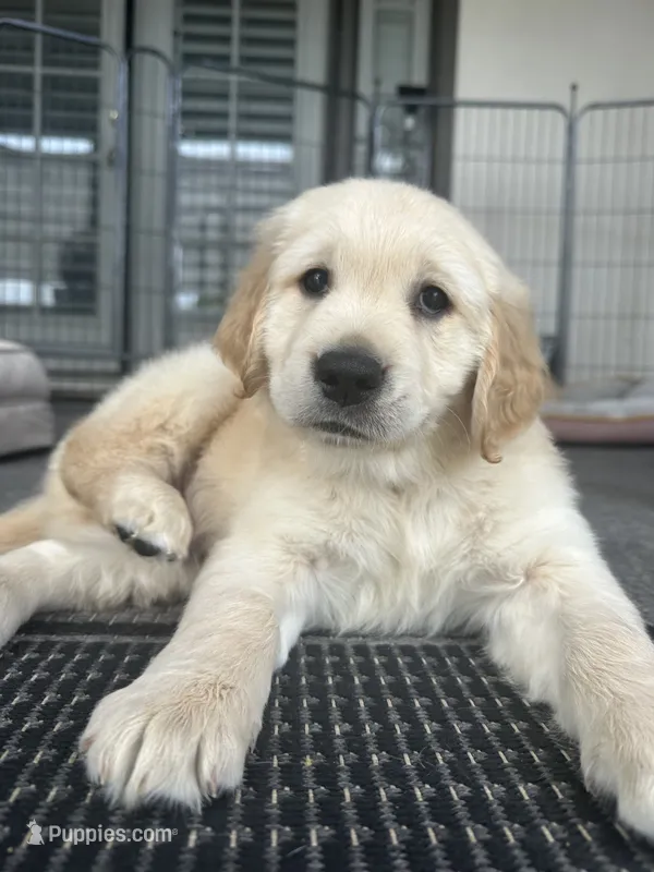 August – Golden Retriever puppy for sale in Norco, CA
