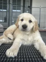 AKC Registered - August 7 Weeks, a male Golden Retriever for sale in Norco, CA – 1 of 6