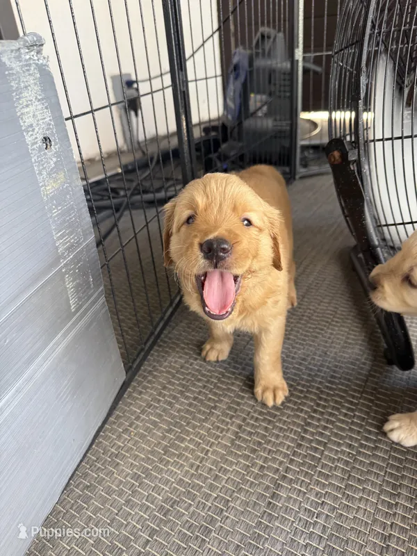 Emma – Golden Retriever puppy for sale in Norco, CA