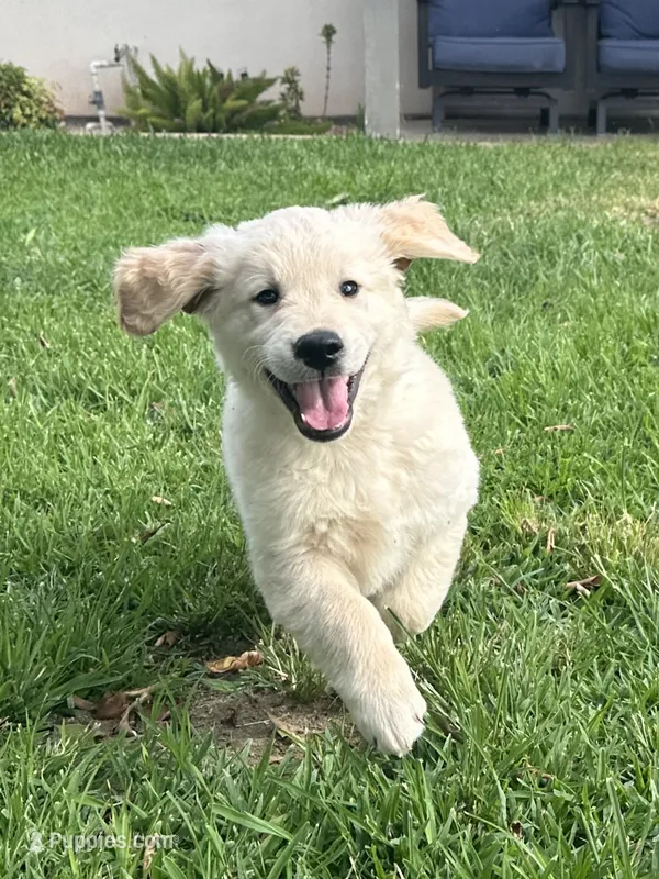 AKC Registered - August 8 Weeks – Golden Retriever puppy for sale in Norco, CA