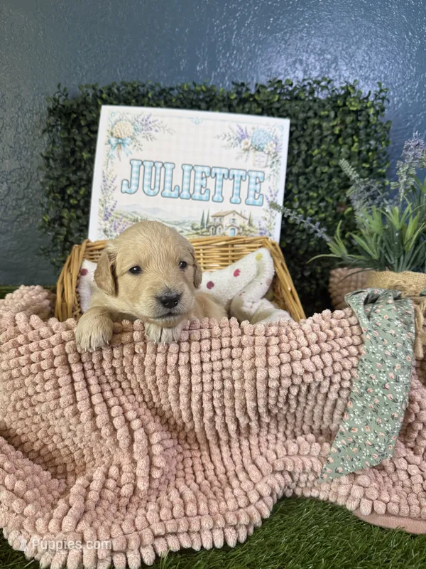Juliette – Golden Retriever puppy for sale in Norco, CA