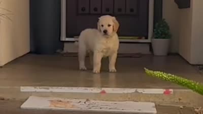 AKC Registered - August 8 Weeks, a male Golden Retriever for sale in Norco, CA – 2 of 7