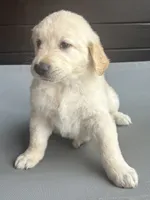 AKC Registered - August 7 Weeks, a male Golden Retriever for sale in Norco, CA – 2 of 6