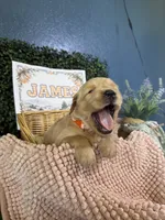 James, a male Golden Retriever for sale in Norco, CA – 2 of 6