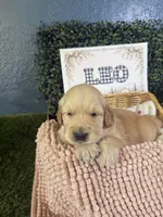 Leo, a male Golden Retriever for sale in Norco, CA – 2 of 4