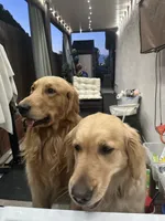 AKC Registered - James 7 Weeks, a male Golden Retriever for sale in Norco, CA – 7 of 10