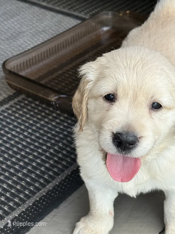 Midas – Golden Retriever puppy for sale in Norco, CA