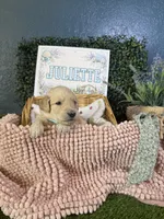 Juliette, a female Golden Retriever for sale in Norco, CA – 5 of 6