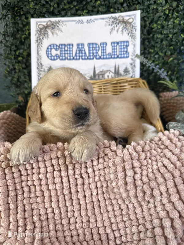 Charlie – Golden Retriever puppy for sale in Norco, CA
