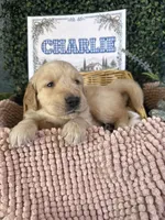 Charlie, a male Golden Retriever for sale in Norco, CA – 1 of 5