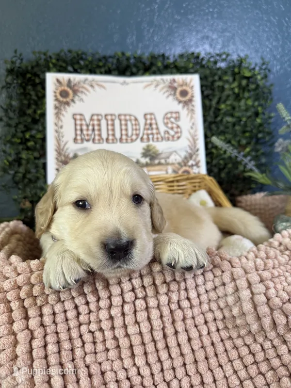 Midas – Golden Retriever puppy for sale in Norco, CA