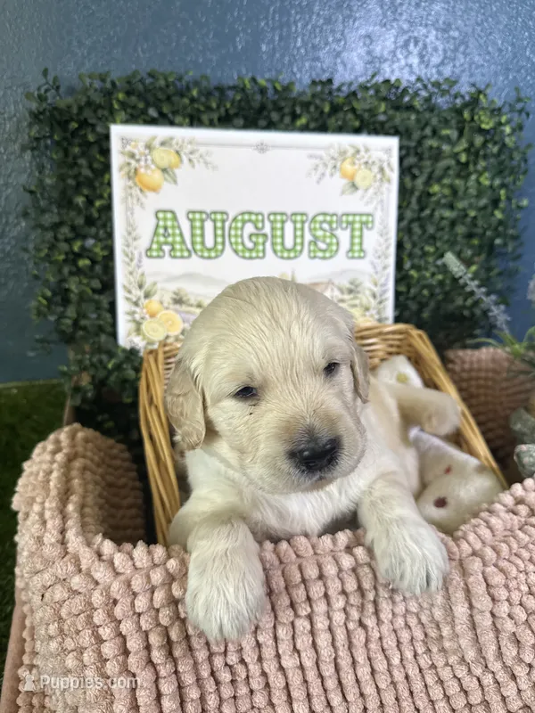 August – Golden Retriever puppy for sale in Norco, CA