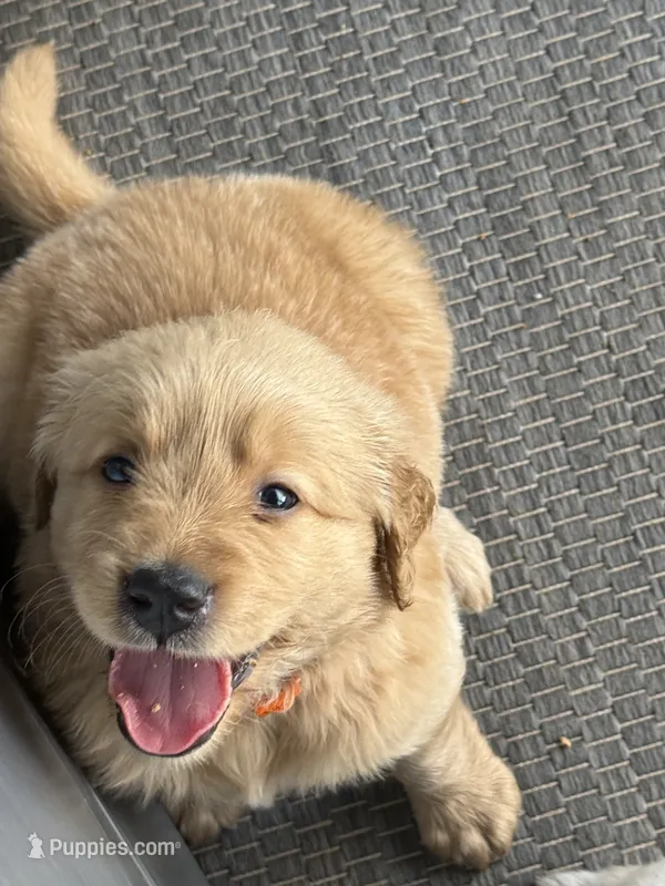 James – Golden Retriever puppy for sale in Norco, CA