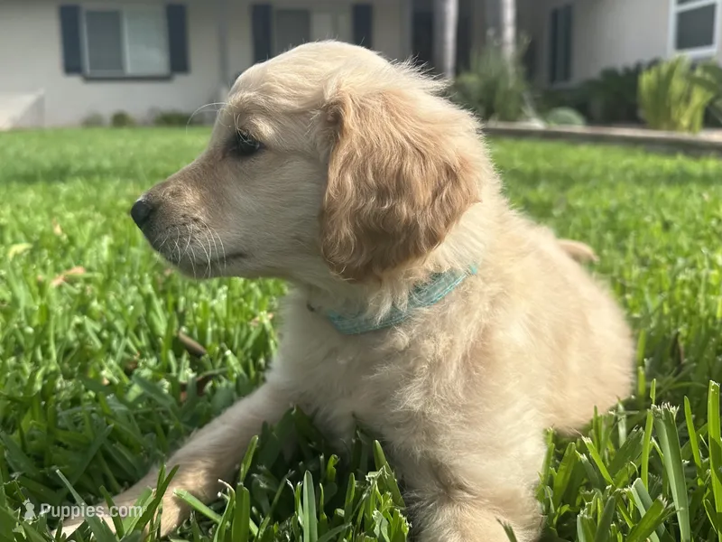 AKC Registered - Juliette 8 Weeks – Golden Retriever puppy for sale in Norco, CA
