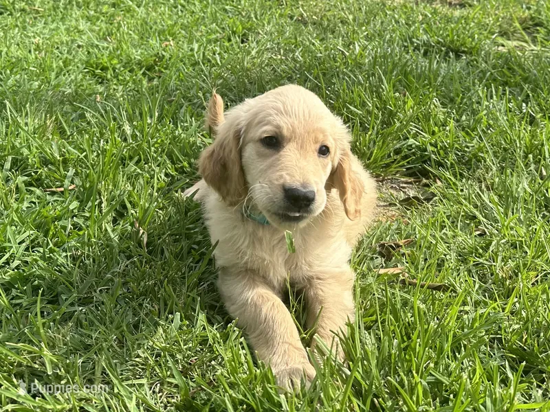 AKC Registered - Juliette 8 Weeks – Golden Retriever puppy for sale in Norco, CA