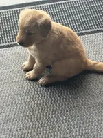 AKC Registered - Juliette, a female Golden Retriever for sale in Norco, CA – 4 of 9