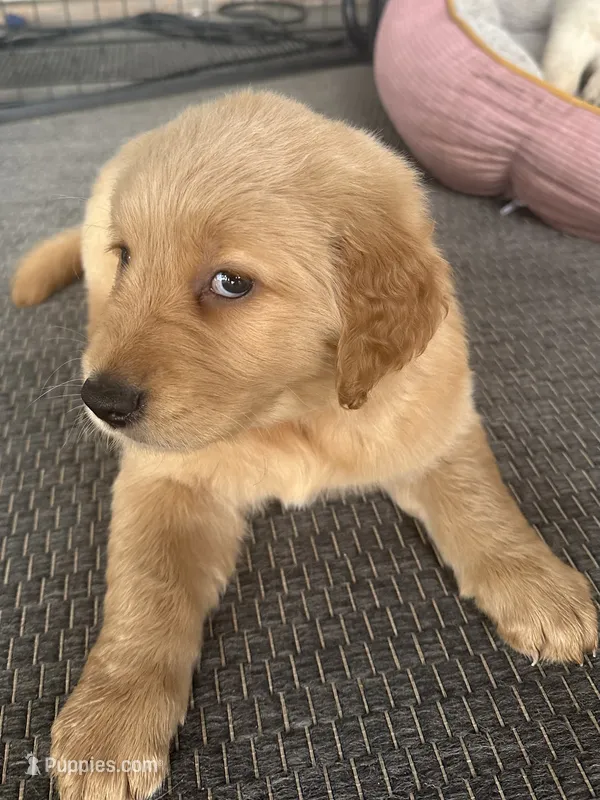 James – Golden Retriever puppy for sale in Norco, CA