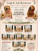Charlie, a male Golden Retriever for sale in Norco, CA – 4 of 5