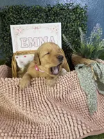 Emma, a female Golden Retriever for sale in Norco, CA – 2 of 5