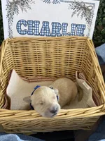 Charlie, a male Golden Retriever for sale in Norco, CA – 2 of 5