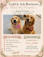 August, a male Golden Retriever for sale in Norco, CA – 2 of 4