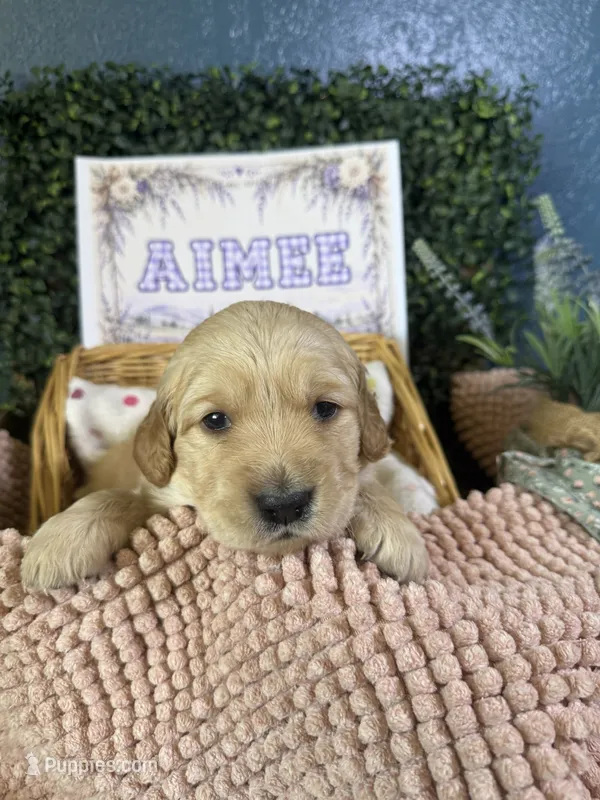 Aimee – Golden Retriever puppy for sale in Norco, CA