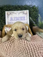 Aimee, a female Golden Retriever for sale in Norco, CA – 1 of 5