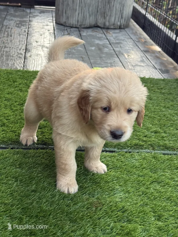AKC Registered - Juliette – Golden Retriever puppy for sale in Norco, CA