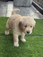 AKC Registered - Juliette, a female Golden Retriever for sale in Norco, CA – 1 of 9