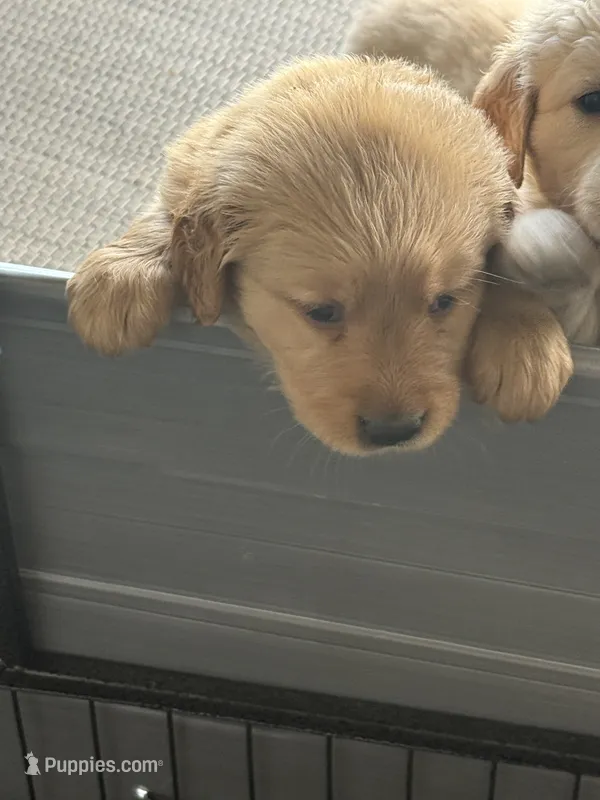 Romeo – Golden Retriever puppy for sale in Norco, CA