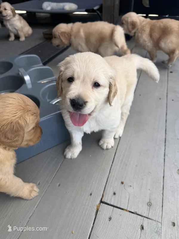 Drew – Golden Retriever puppy for sale in Norco, CA