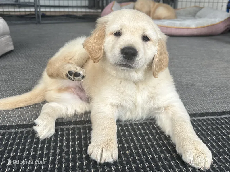 Midas – Golden Retriever puppy for sale in Norco, CA