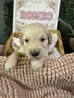 Romeo, a male Golden Retriever for sale in Norco, CA – 6 of 6