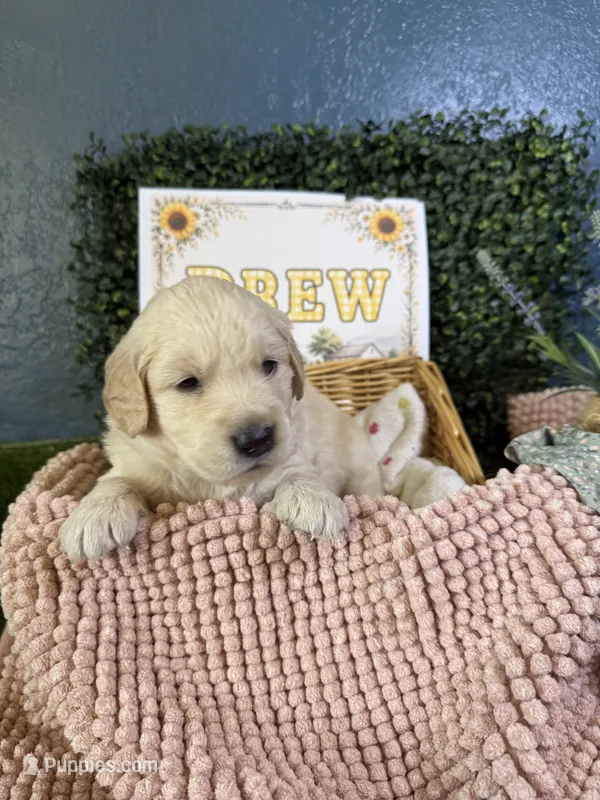 Drew – Golden Retriever puppy for sale in Norco, CA