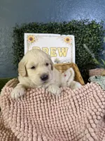 Drew, a male Golden Retriever for sale in Norco, CA – 1 of 4