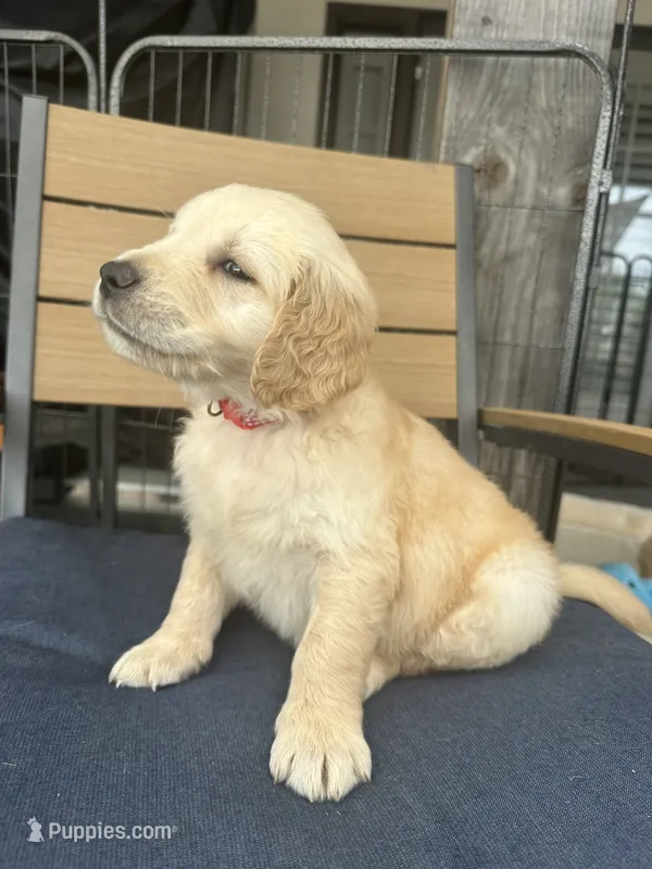 Romeo – Golden Retriever puppy for sale in Norco, CA