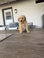AKC Registered - James 7 Weeks, a male Golden Retriever for sale in Norco, CA – 8 of 10