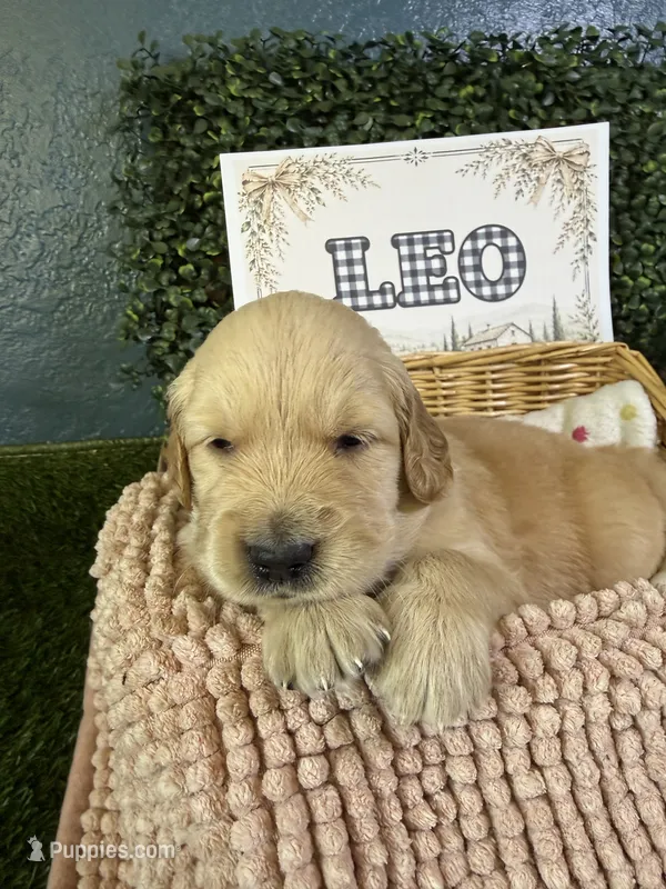Leo – Golden Retriever puppy for sale in Norco, CA